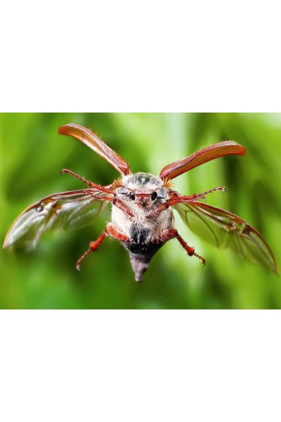 Ініціатор, 25 г